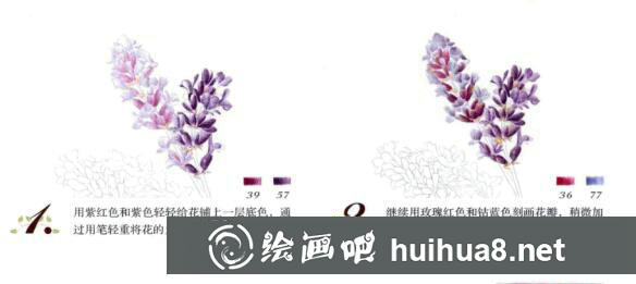 彩鉛薰衣草的畫法步驟
