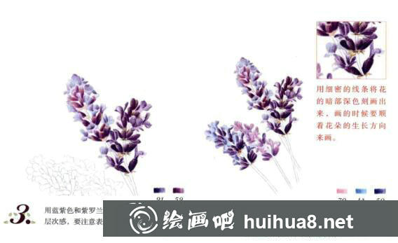彩鉛薰衣草的畫法步驟