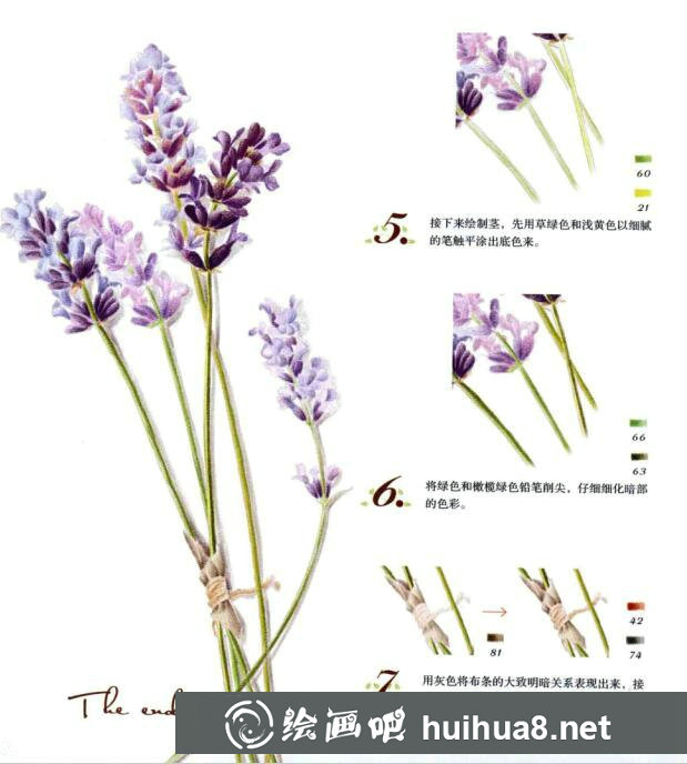 彩鉛薰衣草的畫法步驟