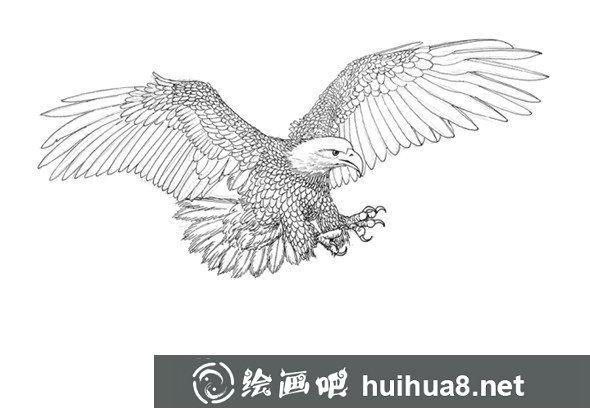 貓的鋼筆畫(huà)畫(huà)法