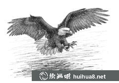 鋼筆畫教程鷹畫法攻略