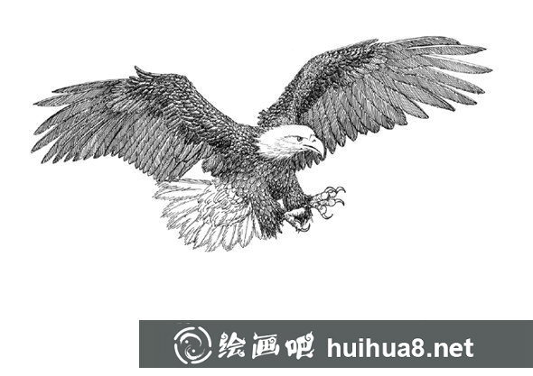 貓的鋼筆畫(huà)畫(huà)法