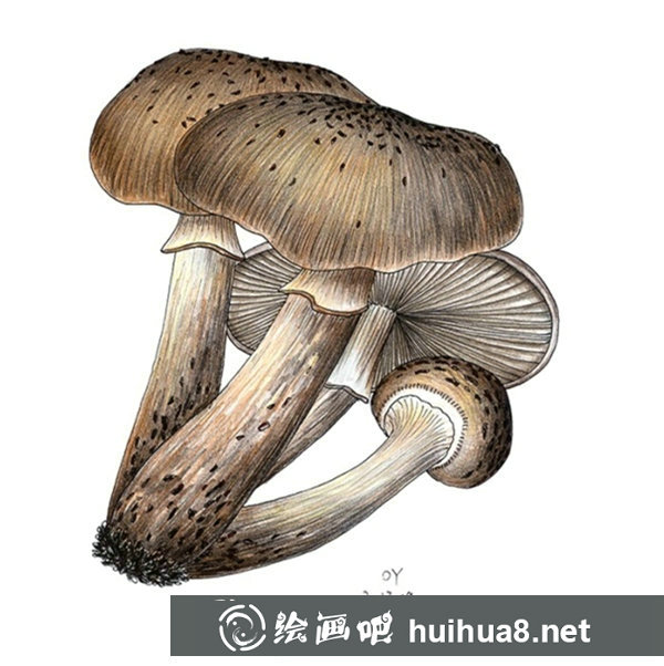 鋼筆淡彩臨摹圖片