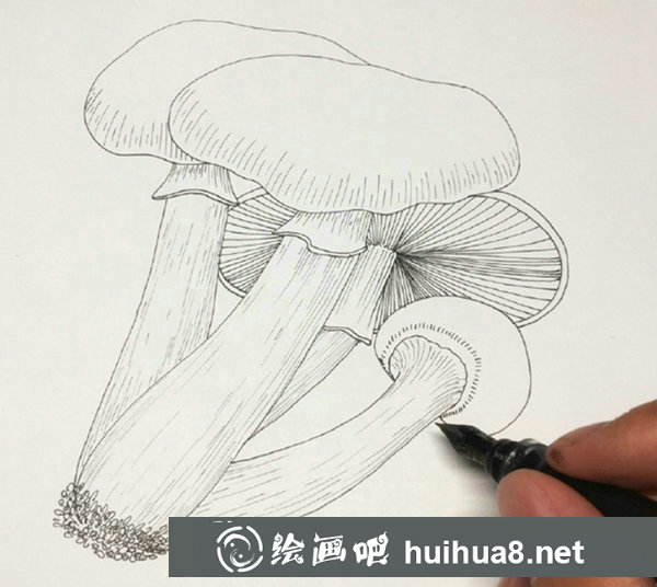 鋼筆畫(huà)蘑菇步驟圖