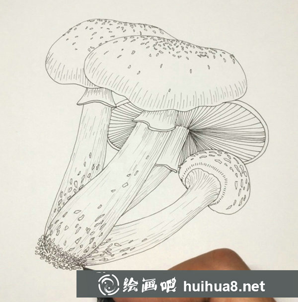 鋼筆畫(huà)蘑菇步驟圖