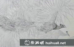 花鳥工筆畫孔雀教程步驟圖