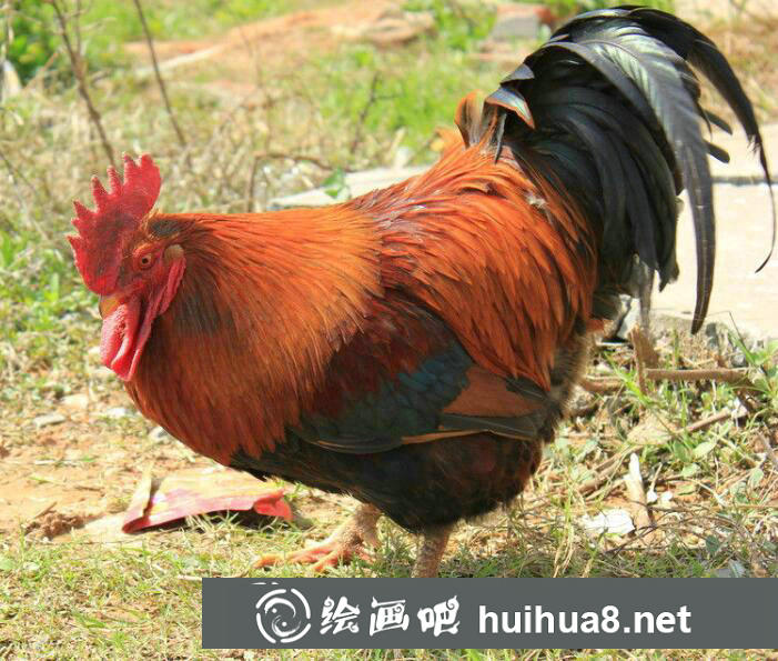 大公雞