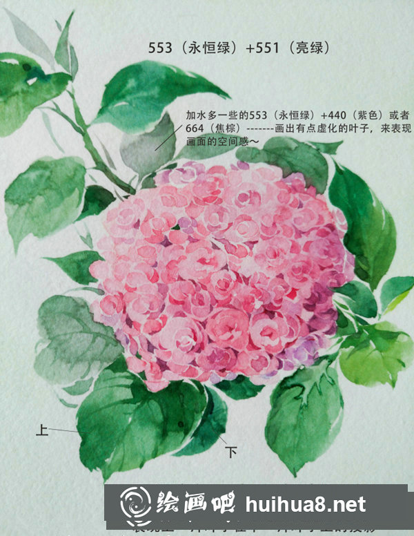 水彩畫繡球花