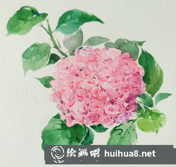 水彩畫繡球花