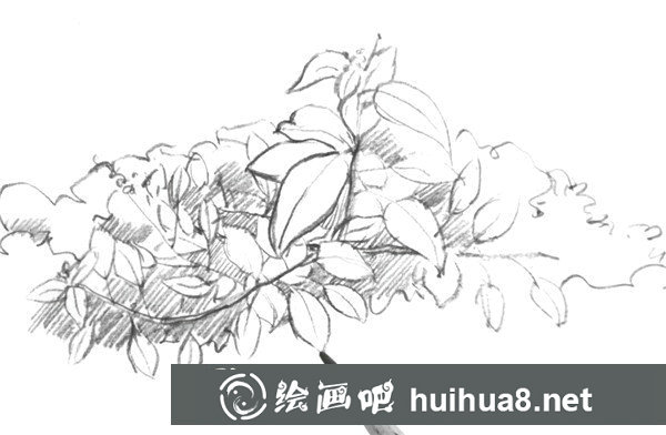 樹葉速寫畫法第五步