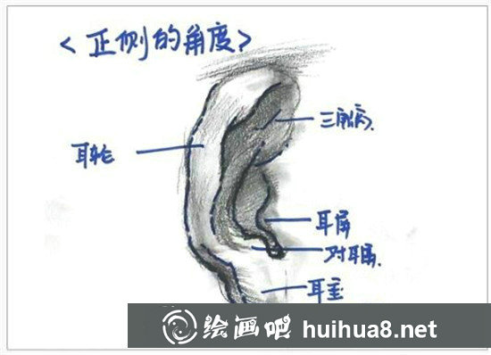 素描入門：素描耳朵畫法的精講教程