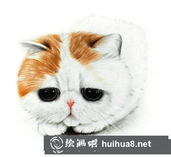 彩鉛畫：彩鉛畫動物大臉貓彩鉛畫教程