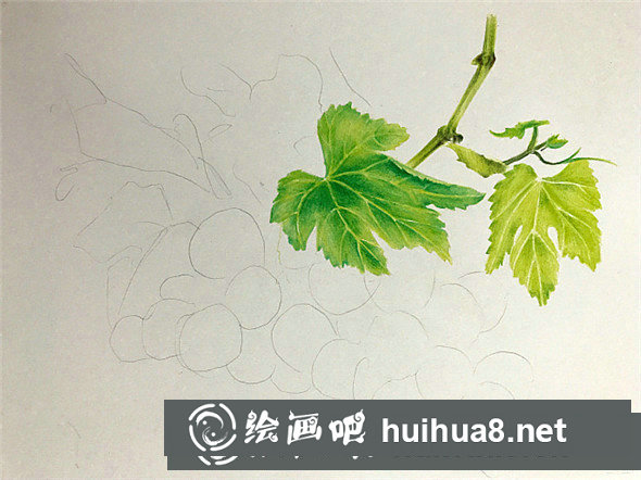 彩鉛畫教程：彩鉛畫青葡萄畫法