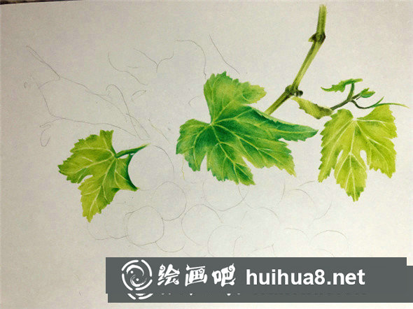 彩鉛畫教程：彩鉛畫青葡萄畫法