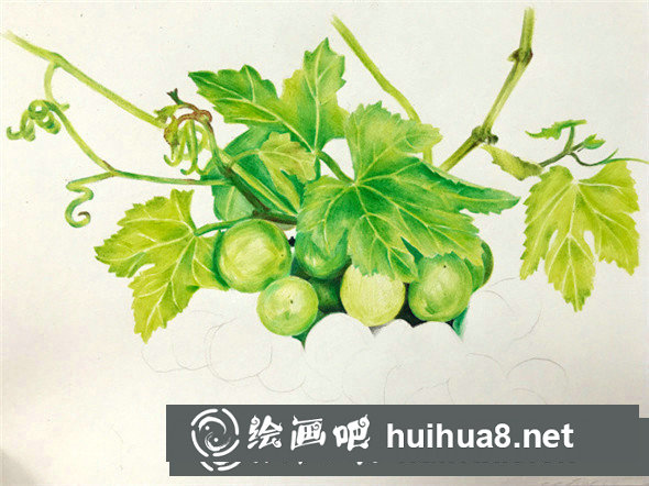 彩鉛畫教程：彩鉛畫青葡萄畫法
