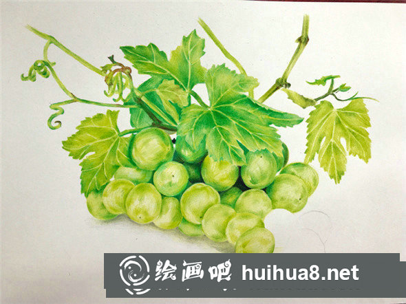 彩鉛畫教程：彩鉛畫青葡萄畫法