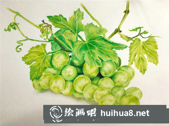 彩鉛畫教程：彩鉛畫青葡萄畫法