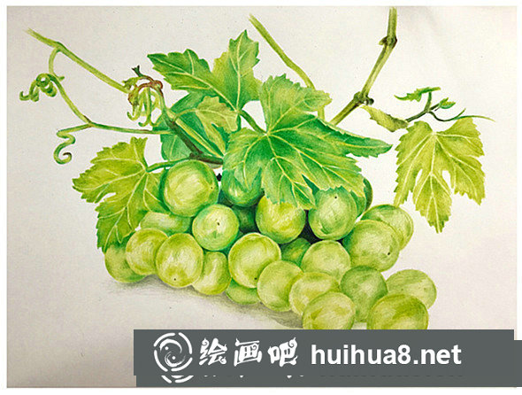 彩鉛畫教程：彩鉛畫青葡萄畫法