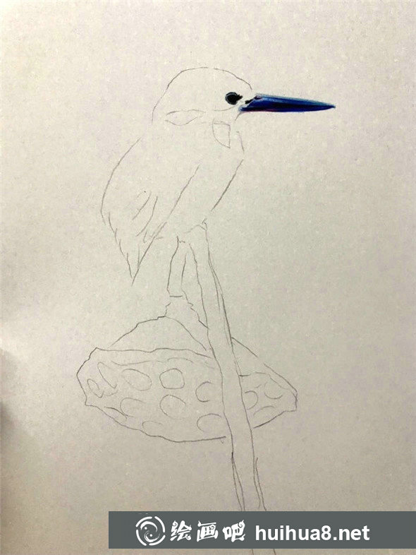 彩鉛畫動物:彩鉛畫漂亮的小鳥教程