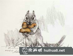 鋼筆畫動(dòng)物教程：小松鼠鋼筆畫技法詳解