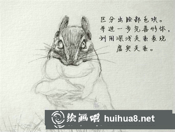 鋼筆畫(huà)動(dòng)物教程：小松鼠鋼筆畫(huà)具體畫(huà)法教學(xué)