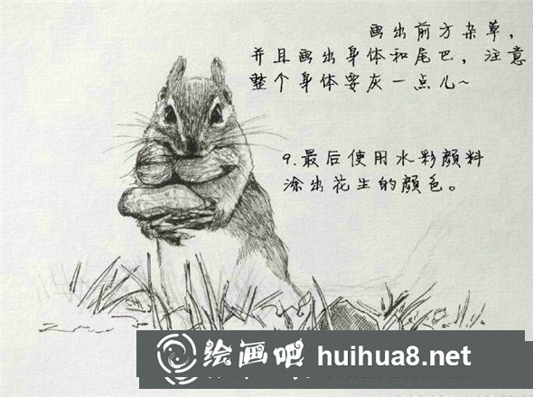 鋼筆畫(huà)動(dòng)物教程：小松鼠鋼筆畫(huà)具體畫(huà)法教學(xué)