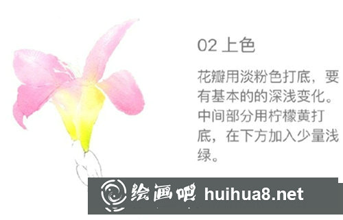 水彩畫百合花步驟圖片