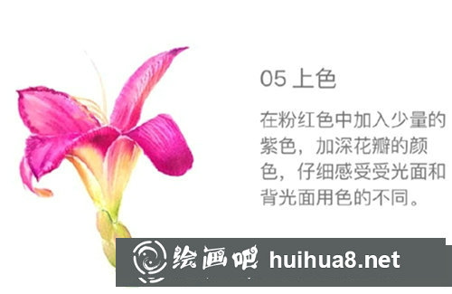 水彩畫百合花步驟圖片