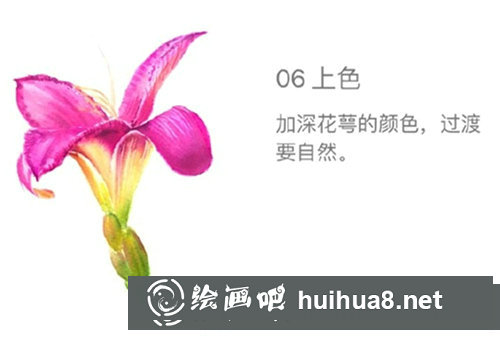 水彩畫百合花步驟圖片