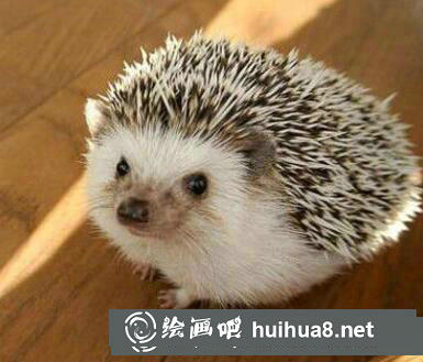 小刺猬