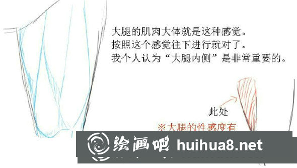 大腿肌肉結(jié)構(gòu)圖