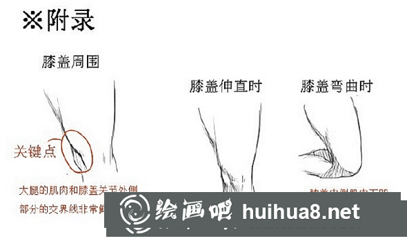 大腿細(xì)節(jié)描繪圖