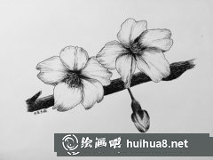鋼筆畫櫻花開課指南