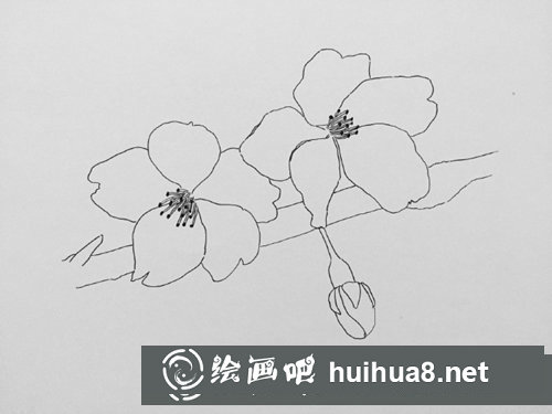 鋼筆畫櫻花的畫法