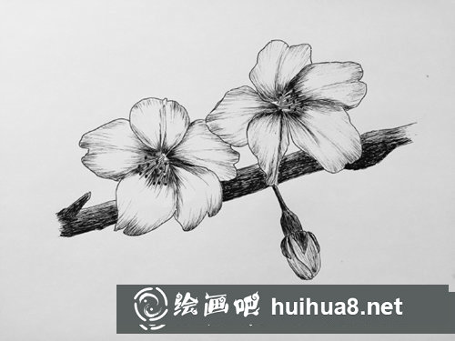 鋼筆畫櫻花的畫法