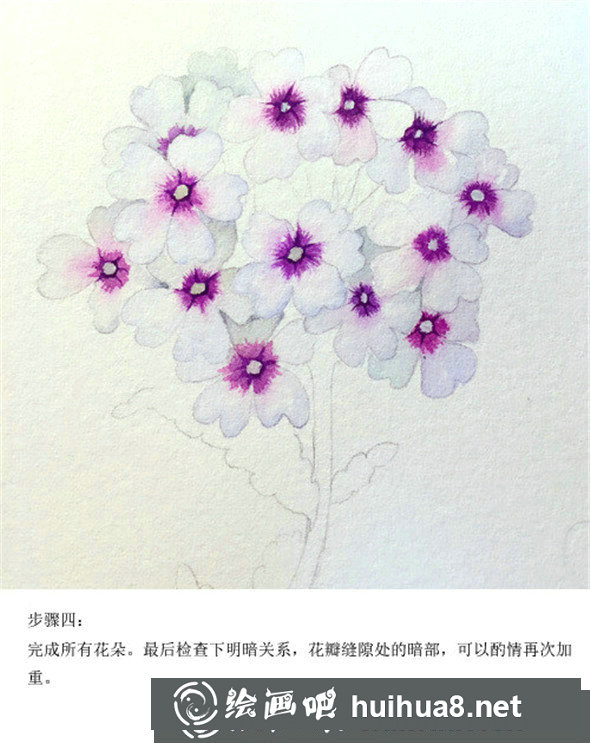 插畫教程：手繪美女櫻的畫法