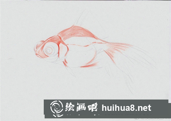 彩鉛畫動物：金魚的彩鉛畫教程