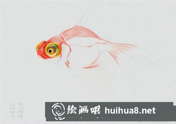 彩鉛畫動物：金魚的彩鉛畫教程