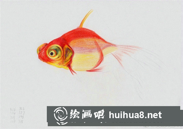 彩鉛畫動物：金魚的彩鉛畫教程