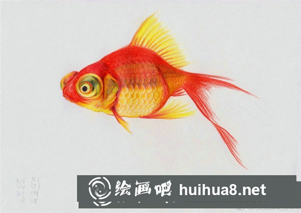 彩鉛畫動物：金魚的彩鉛畫教程
