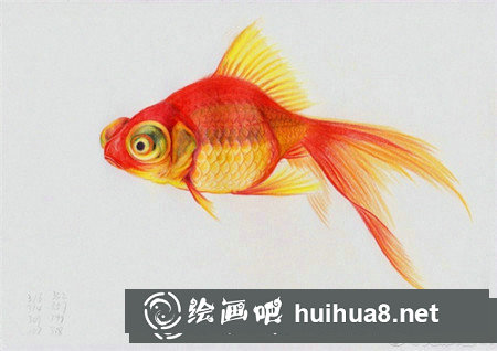 彩鉛畫動物：金魚的彩鉛畫教程