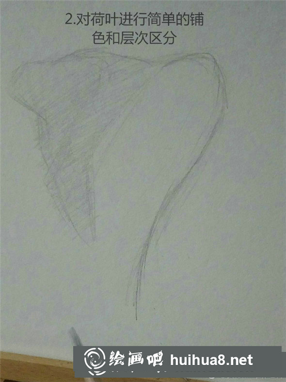 素描植物教程：荷葉的素描畫法教學(xué)