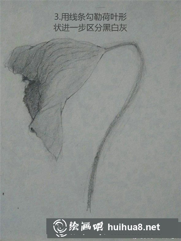 素描植物教程：荷葉的素描畫法教學(xué)