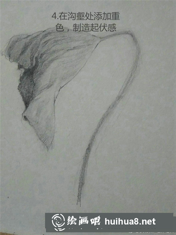 素描植物教程：荷葉的素描畫法教學(xué)