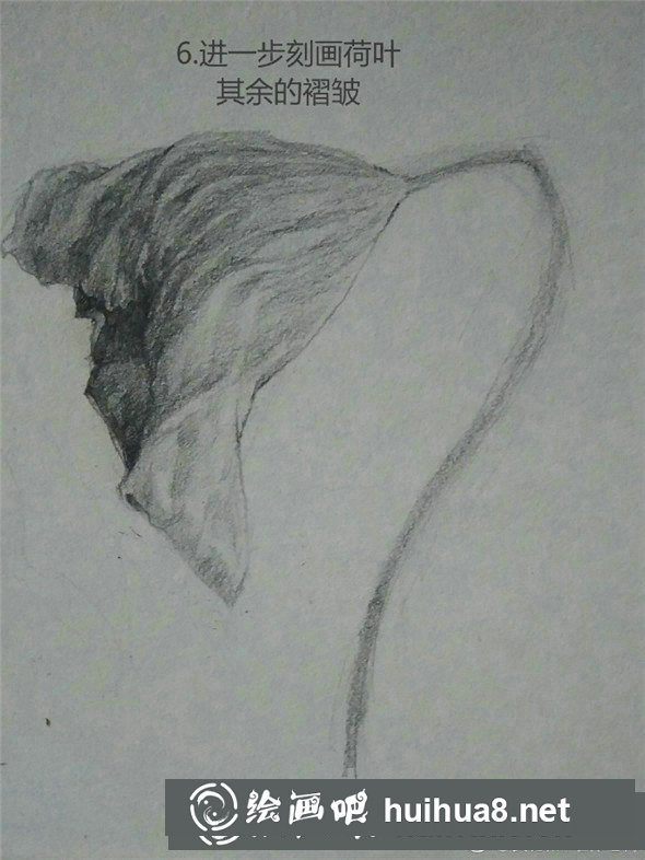 素描植物教程：荷葉的素描畫法教學(xué)