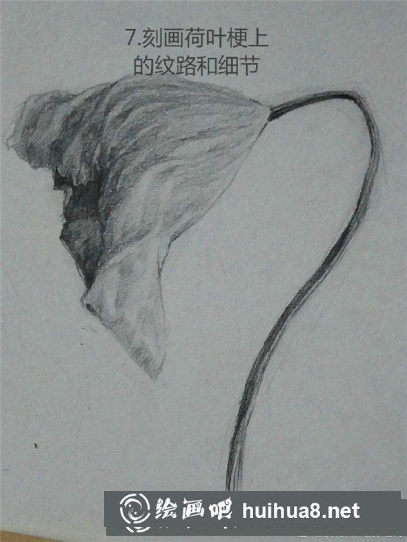 素描植物教程：荷葉的素描畫法教學(xué)