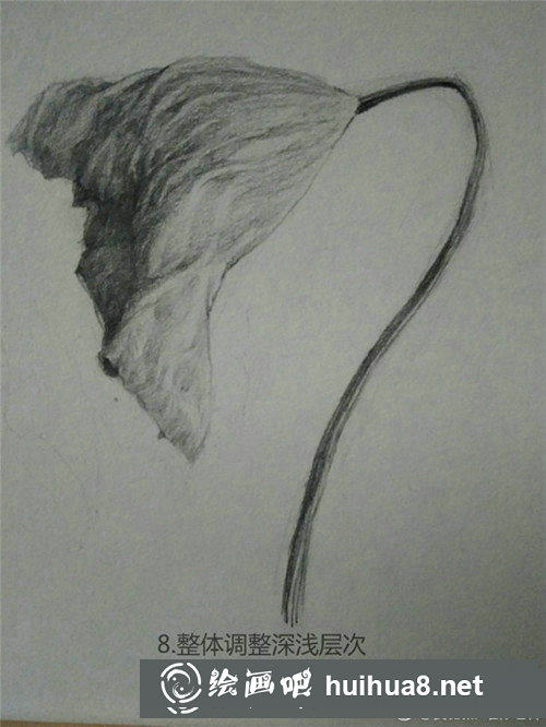 素描植物教程：荷葉的素描畫法教學(xué)