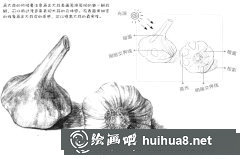 素描蒜頭繪制教程
