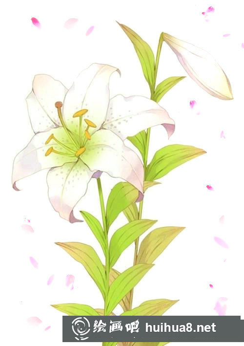 花卉插畫教程