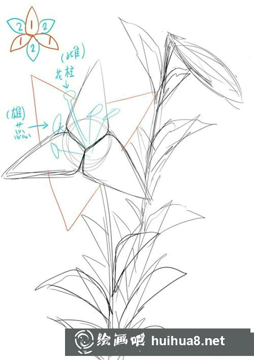 插畫教程百合花的畫法